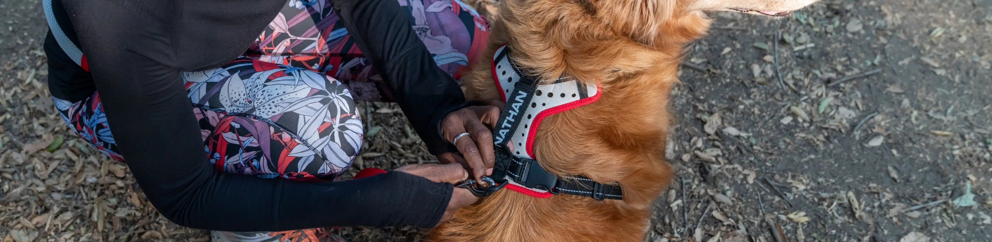 Outdoor dog outlet gear